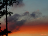 PINE TREE AND SUNSET