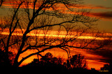 SUNSET THRU THE TREES ON A MONDAY EVENING