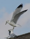 BALANCING ACT