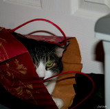 GREEN EYED MONSTER