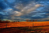 GOLDEN AFTERNOON