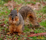 THESE NUTS ARE MAKING ME THIRSTY....GOTTA BEER?