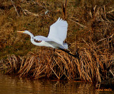 FLYING AWAY...GUESS HES CAMERA SHY!