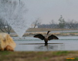 SATURDAY EVENING SHOWER IN THE FOUNTAIN POND