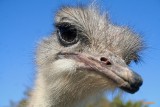 OSTRICH, UP CLOSE AND TOO PERSONAL