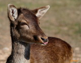 SOMEBODYS ALWAYS GOTTA SHOW ME THEIR TONGUE