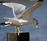 GULL WITH FOUR FEET?  I THINK HE WAS HANGING OUT WITH THE DUCK WITH 3 EYES!