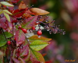 FROZEN PRECIPITATION IN MY GARDEN