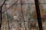SPARROW IN WINTER