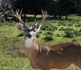 HEY THERE BUCKAROO!