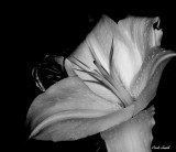 A FLOWER FOR MY GRANDMOTHER