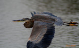 FLY BY SHOOTING