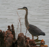 WADING