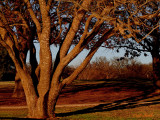SUNDAY AFTERNOON SUN ON THE TREES