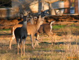 DEER CONGREGATION