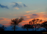 TREES AND SKY