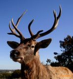 RED DEER