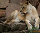 ANOTHER CUB