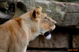 LIONESS WATCHING HER CUBS