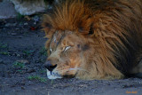 THE KING SLEEPS