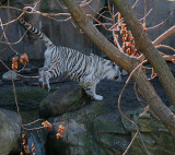 HOLY LEAPING WHITE BENGAL TIGERS, BATMAN!