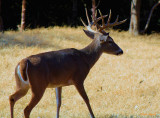 BUCKY THE BUCK