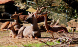 ALL FAMILY AND A GUEST