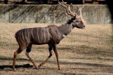 TROTTING ALONG, SINGING A SONG