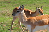 YOUNG ANTELOPE