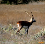 BLACKBUCK ANTELOPE