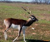 BLACKBUCK ANTELOPE