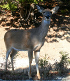HELLO, MY DEER!