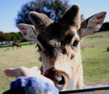 ACTUALLY EATING OUT OF MY HAND