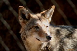 COYOTE