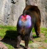 IF WE ALL HAD COLORFUL BUTTS LIKE THIS NO ONE WOULD HAVE TO WEAR PANTS!
