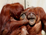 HES A JERK...JUST FORGET ABOUT HIM...THERE ARE PLENTY MORE MONKEYS IN THE TREES!
