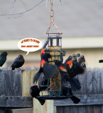 BIRD FIGHT