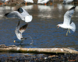 GULL  ATTACK