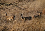 THREE DEER 1.2 MILES FROM MY FRONT DOOR