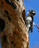 DOWNY WOODPECKER