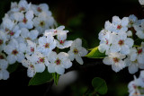 THE BRADFORD PEAR TREES ARE IN FULL BLOOM