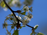 BRADFORD PEAR BLOSSOMS