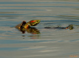 TURTLE LOVE