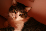 MY SWEET ZEKE