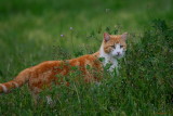 FERAL CAT