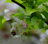 BLOOMING BEE