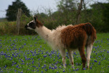 BLUEBONNETS AND A LLAMA