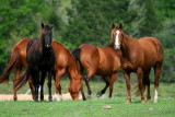FOUR HORSES