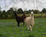 DOS LLAMAS