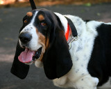 BARNEY THE BASSETT HOUND